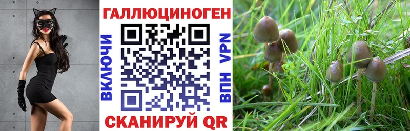 сколько стоит  Ладушкин  Галлюциногенные грибы GOLDEN TEACHER 